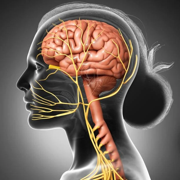 Nurturing Your Gut-Brain Connection: How Chiropractic Care Supports Digestive Health and Mental Health