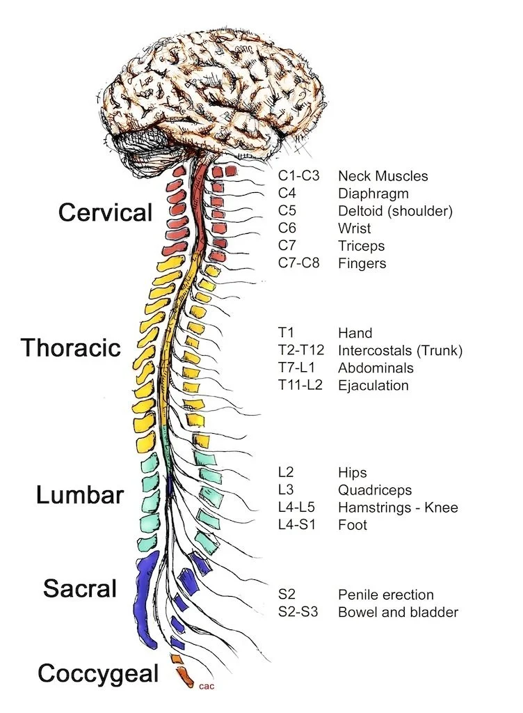 Happy Birthday Chiropractic!